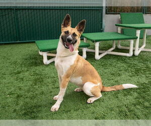 Mutt Dogs for adoption in Pasadena, CA, USA