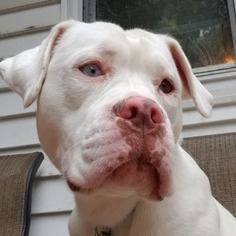 American Bulldog Dogs for adoption in Newport, KY, USA