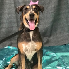 Sheprador Dogs for adoption in Fresno, CA, USA
