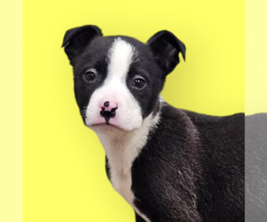 Mutt Dogs for adoption in Rockville, MD, USA