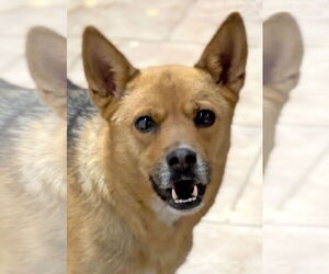 Basenji-Unknown Mix Dogs for adoption in Green Forest, AR, USA