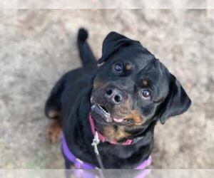 Rottweiler Dogs for adoption in Millersville, MD, USA