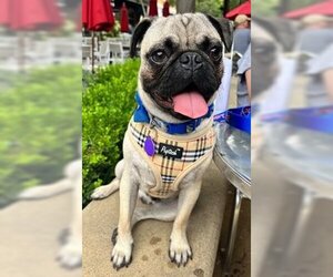 Pug Dogs for adoption in Fremont, CA, USA