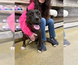 American Pit Bull Terrier Dogs for adoption in Wenonah, NJ, USA