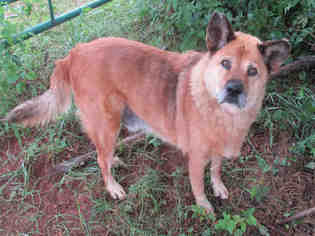Chow Chow Dogs for adoption in Oklahoma City, OK, USA