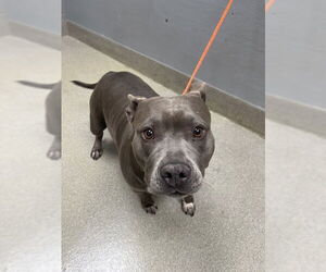 American Pit Bull Terrier-Unknown Mix Dogs for adoption in Las Vegas, NV, USA