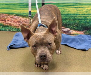 Mutt Dogs for adoption in Moreno Valley, CA, USA