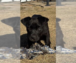 Labrador Retriever Dogs for adoption in MIDWAY, UT, USA