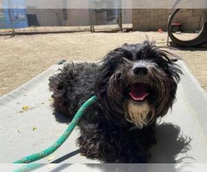 Lhasa-Poo Dogs for adoption in Santa Maria, CA, USA