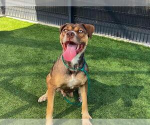 Mutt Dogs for adoption in Orange, CA, USA