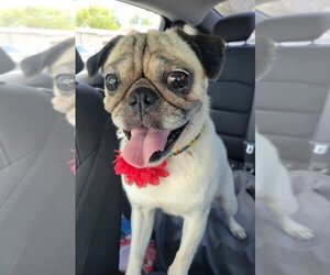 Pug Dogs for adoption in San Antonio, TX, USA
