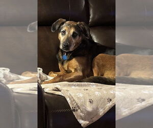 Mutt Dogs for adoption in Springdale, PA, USA