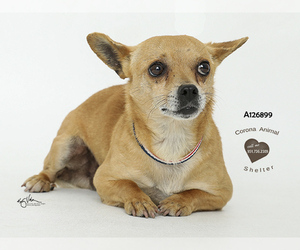 Medium Photo #1 Chihuahua-Unknown Mix Puppy For Sale in Corona, CA, USA