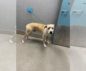 Mutt Dogs for adoption in Las Vegas, NV, USA
