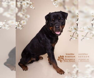 Rottweiler Dogs for adoption in Riverside, CA, USA