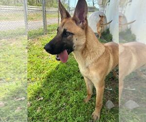 German Shepherd Dog Dogs for adoption in Martinsburg, WV, USA