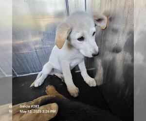 German Shepherd Dog-Unknown Mix Dogs for adoption in San Antonio, TX, USA