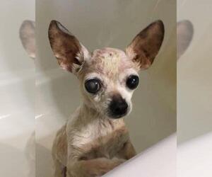Chihuahua Dogs for adoption in Grosse pointe, MI, USA