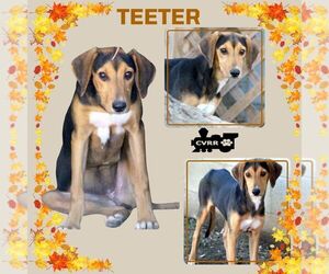 Mutt Dogs for adoption in Lindsay, CA, USA