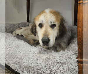 Great Pyrenees Dogs for adoption in Brooklyn, NY, USA