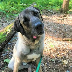 Anatolian Shepherd-Unknown Mix Dogs for adoption in Silver Spring, MD, USA