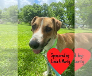 Mutt Dogs for adoption in San Leon, TX, USA