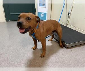 American Staffordshire Terrier-Unknown Mix Dogs for adoption in Pasadena, CA, USA