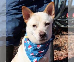 Shiba Inu Dogs for adoption in Von Ormy, TX, USA