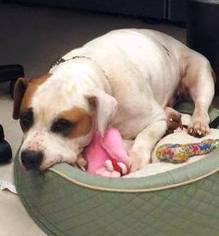 American Pit Bull Terrier Dogs for adoption in Fredericksburg, VA, USA