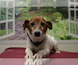 Jack Russell Terrier Dogs for adoption in Lancaster, PA, USA