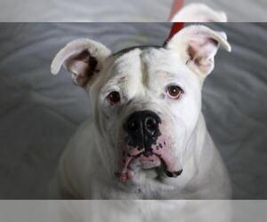 Bulldog Dogs for adoption in Mankato, MN, USA
