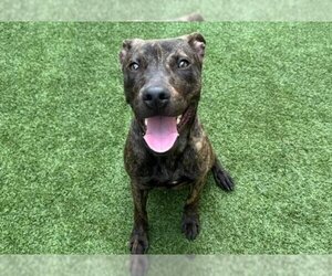 Labrador Retriever-Unknown Mix Dogs for adoption in West Palm Beach, FL, USA