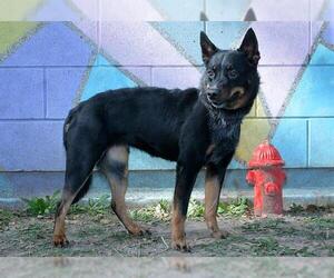 Medium Photo #2 Australian Kelpie-Unknown Mix Puppy For Sale in West Valley, UT, USA