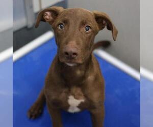 Labrador Retriever Dogs for adoption in San Antonio, TX, USA