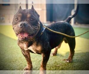 American Pit Bull Terrier Dogs for adoption in Orlando, FL, USA