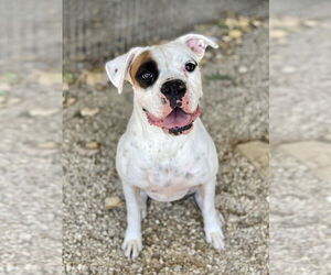 Boxer Dogs for adoption in Austin, TX, USA