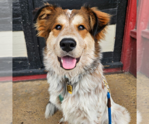 Great Pyrenees-Unknown Mix Dogs for adoption in Plymouth, MN, USA