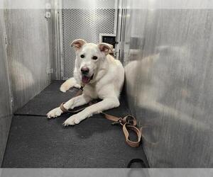 Great Pyrenees-Unknown Mix Dogs for adoption in San Antonio, TX, USA