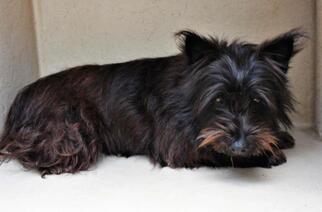 Cairn Terrier Dogs for adoption in Albany, GA, USA