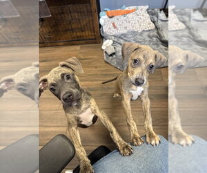 Medium Photo #5 Mutt Puppy For Sale in Hilton Head, SC, USA