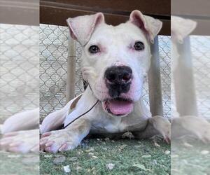 Mutt Dogs for adoption in Woodland, CA, USA