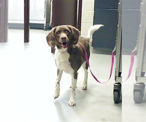 - Mix Dogs for adoption in Fayetteville, NC, USA