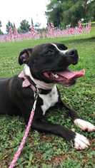 American Staffordshire Terrier Dogs for adoption in Cary, NC, USA