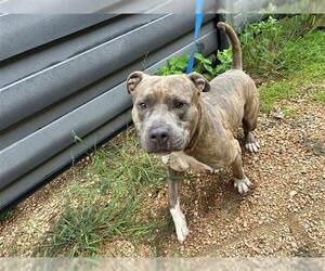 American Pit Bull Terrier Dogs for adoption in Houston, TX, USA