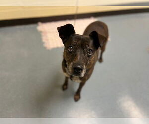 Mutt Dogs for adoption in Denver, CO, USA
