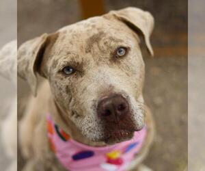 Mutt Dogs for adoption in San Antonio, TX, USA