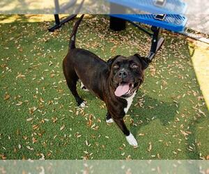 American Pit Bull Terrier Dogs for adoption in Orlando, FL, USA