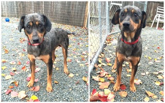 Sheprador Dogs for adoption in Jarrettsville, MD, USA