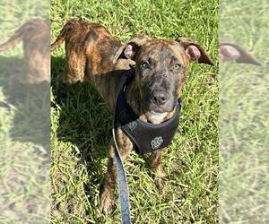 Plott Hound Dogs for adoption in Fort Lauderdale, FL, USA