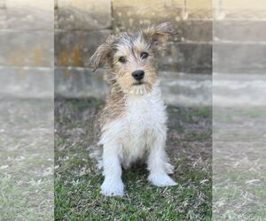 Mutt Dogs for adoption in PIPE CREEK, TX, USA